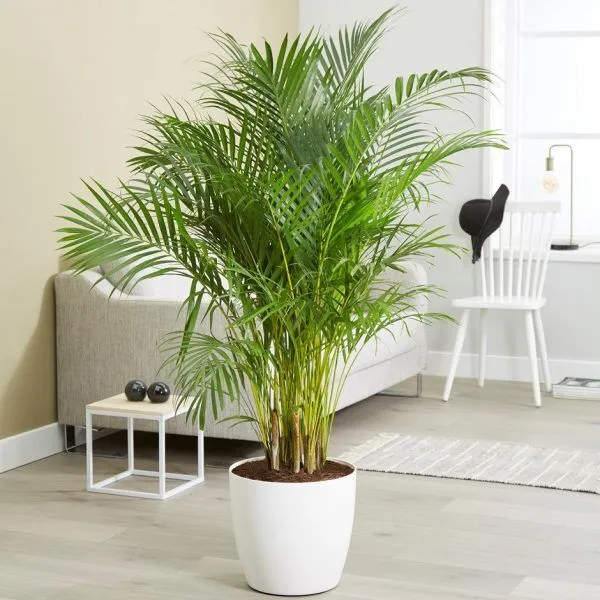 Areca-Palm-Tree