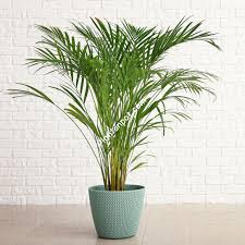 areca palm