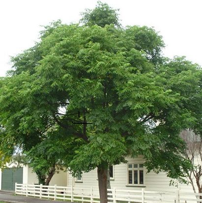 bakain-tree