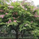cassia nodosa(4' - 10' Hight)