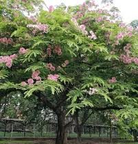 cassia