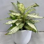 Diffenbectia