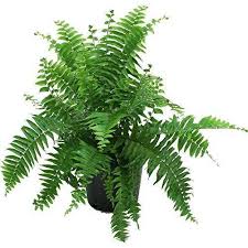 fern