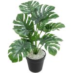 Monstera