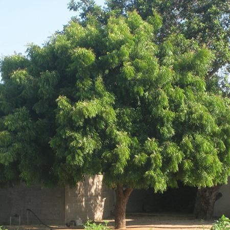 neem