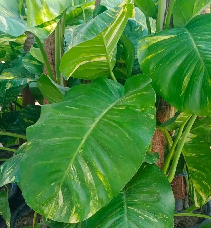 p68