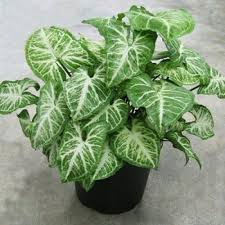 syngonium