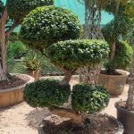 Imported Bonsai